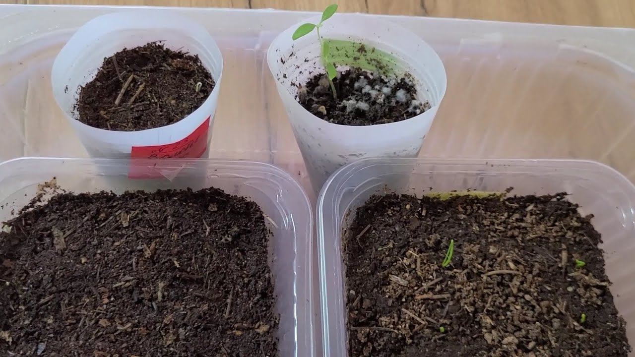 Садівники розповіли, як приготувати ґрунт для розсади своїми руками