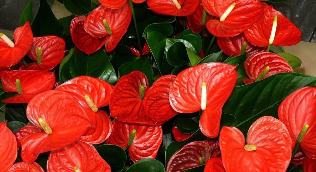 Перед весною антуріуму – обов’язково: це “сипуче біле золото” забезпечить цвітінням на всі 365 днів 