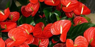 Квітникарі розповіли, як правильно підгодувати антуріум перед настанням весни