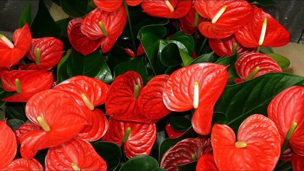 Квітникарі розповіли, як правильно підгодувати антуріум перед настанням весни