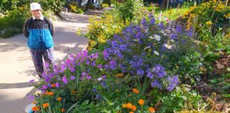 Садівники назвали невибагливий багаторічний кущ, який цвіте з липня до вересня