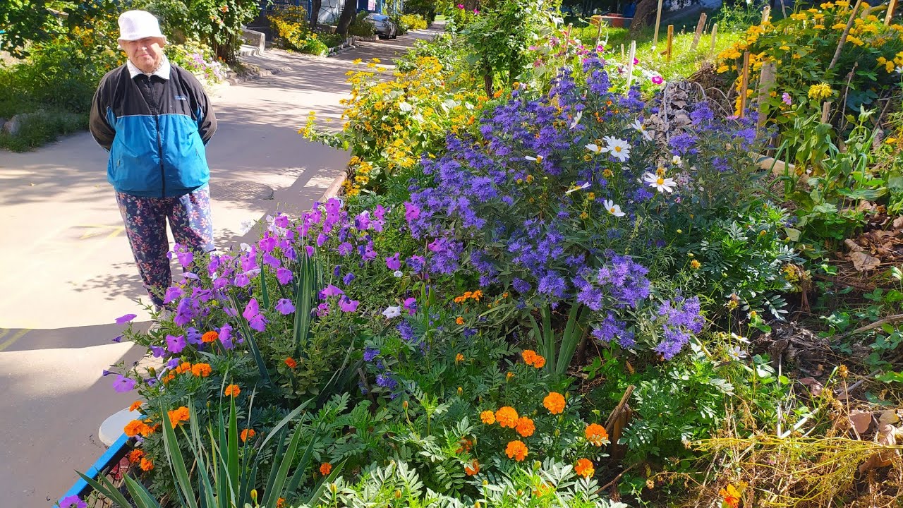 Садівники назвали невибагливий багаторічний кущ, який цвіте з липня до вересня