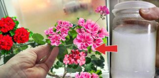 Квітникарі розповіли, як правильно приготувати дріжджове підживлення для квітів