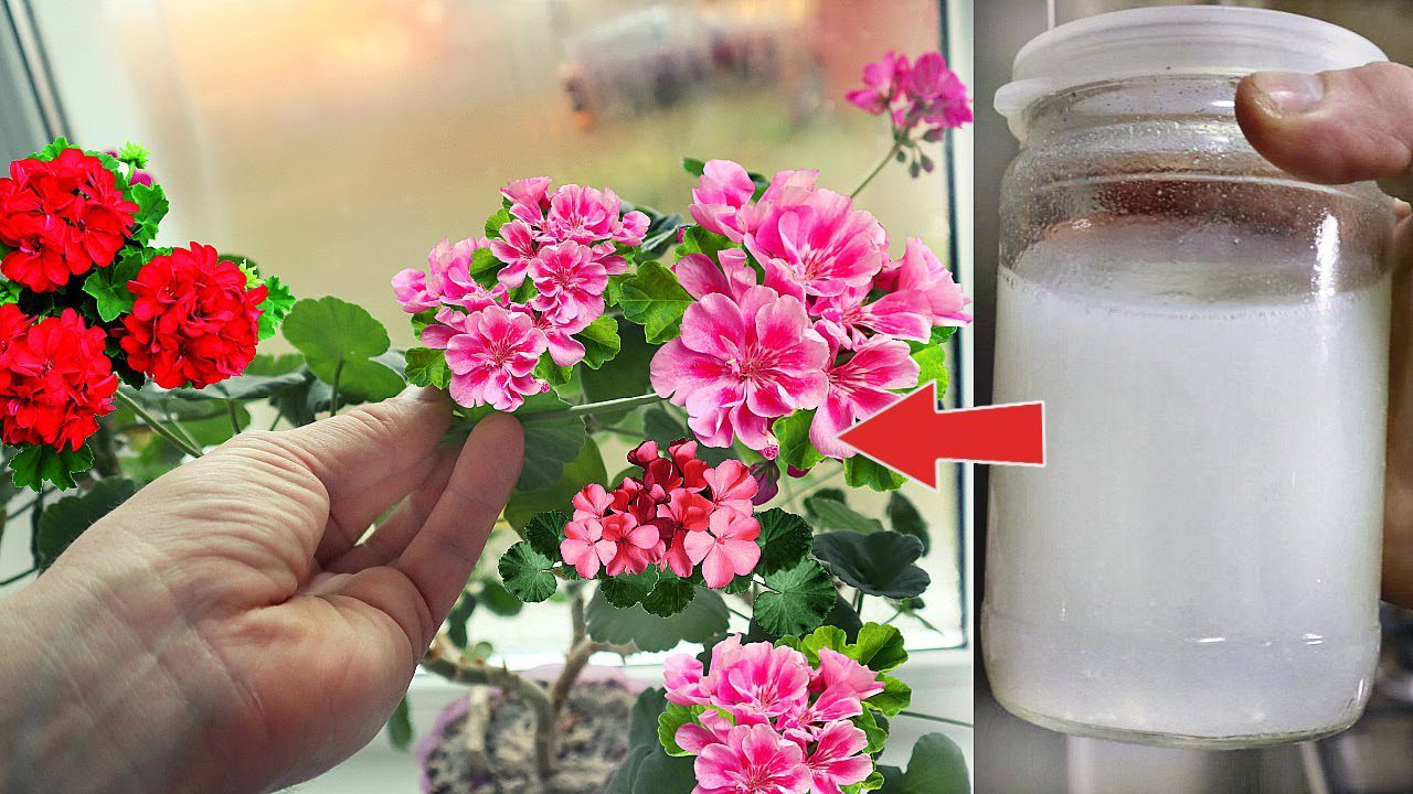 Квітникарі розповіли, як правильно приготувати дріжджове підживлення для квітів