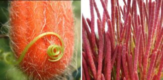 Садівники назвали 7 незвичайних овочів, які можна посадити на дачній ділянці