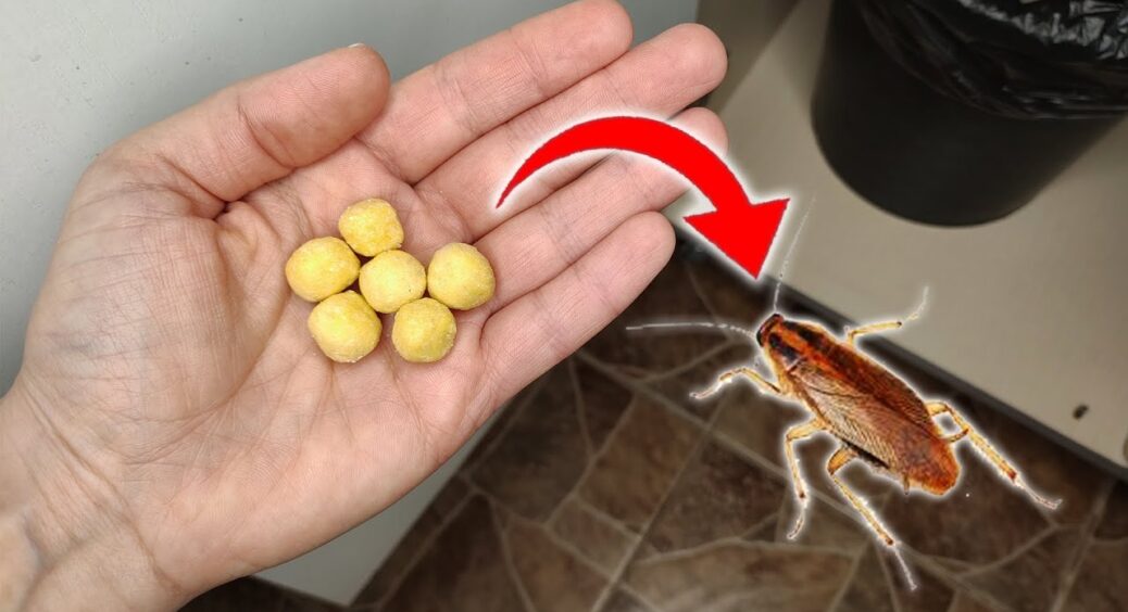 Позбулася тарганів “потужними” запахами та звуками: ось, що мені дійсно допомогло – 0 магазинної хімії 