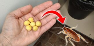 Господині поділилися натуральними методами боротьби з тарганами