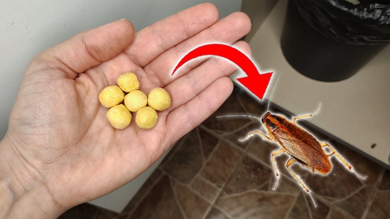 Господині поділилися натуральними методами боротьби з тарганами