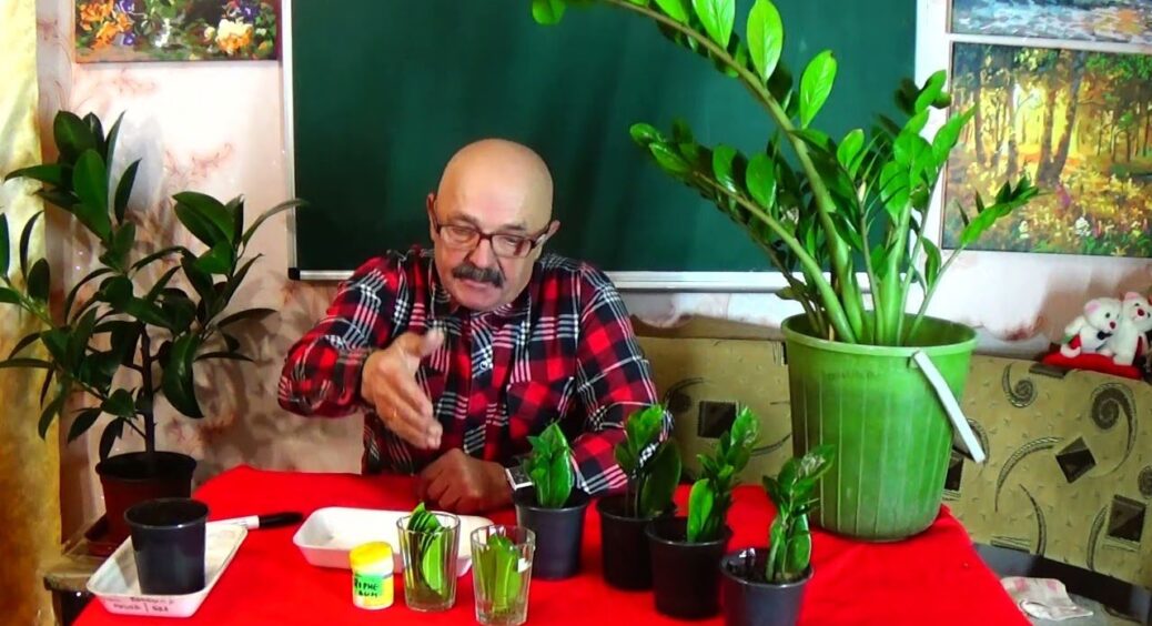 У заміокулькаса жовтіють гілки та листя: беру 2 мл та змішую з 1 літром води – діє завжди “на ура” 