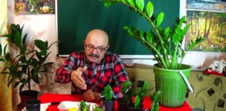 Квітникарі поділилися рецептом ефективного добрива для чахлого заміокулькаса