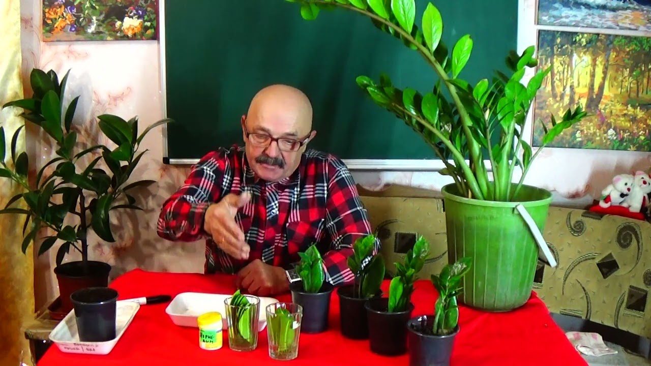 Квітникарі поділилися рецептом ефективного добрива для чахлого заміокулькаса