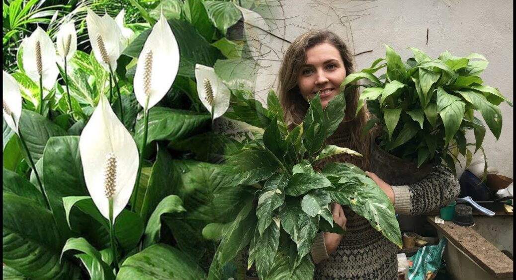 Спатифілум подає сигнал SOS, а я швиденько замішую “колотнину”: 1 ч. ложка + 2 краплі + 1 ст. ложка 