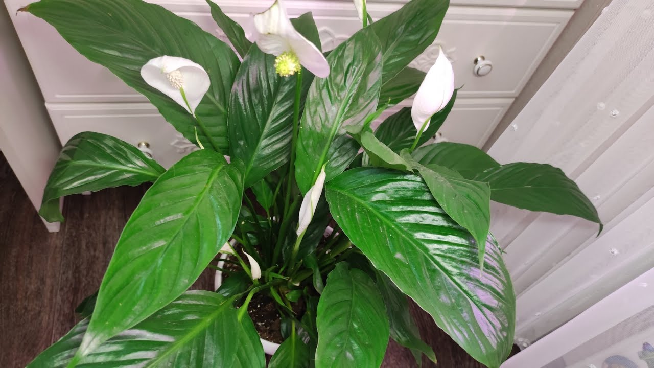 Квітникарі поділилися рецептом домашнього підживлення для спатифілума