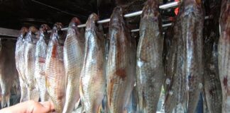 Рибалки розповіли, як насправді правильно сушити рибу в домашніх умовах