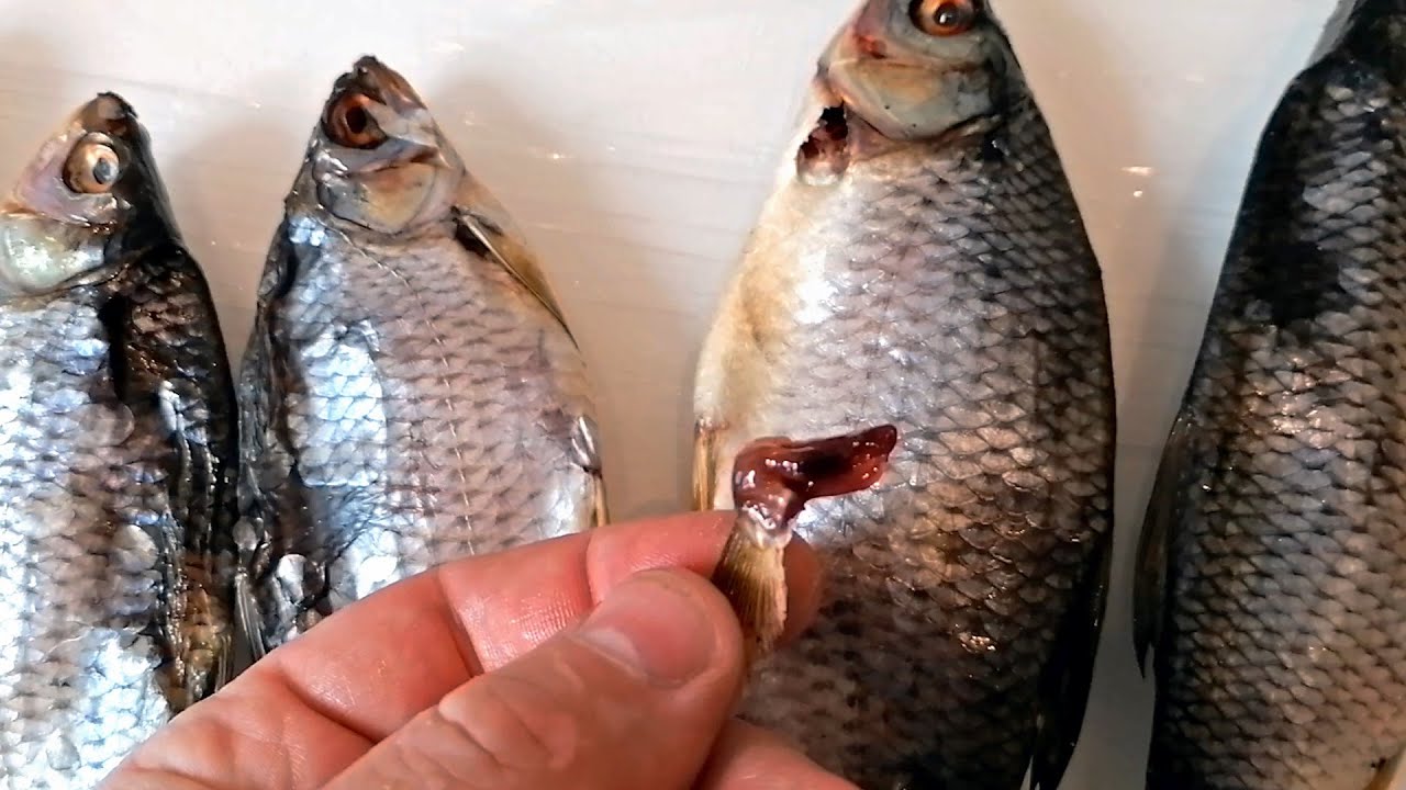 Рибалки розповіли, як насправді правильно сушити рибу в домашніх умовах