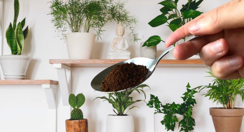 Сусіди питають, чим я підживлюю квіти: відповідь їх дивує – 2 ст. ложки того, що всі викидають у смітник 