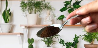 Квітникарі розповіли, які відходи слід використовувати як підживлення для рослин