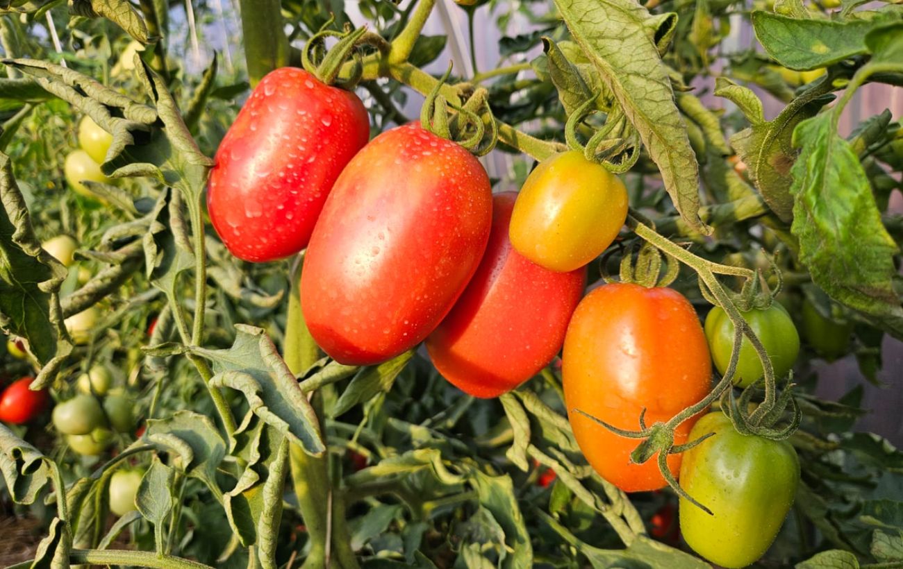 Городники розповіли, який сорт томатів найкраще обирати для високої врожайності і смаку
