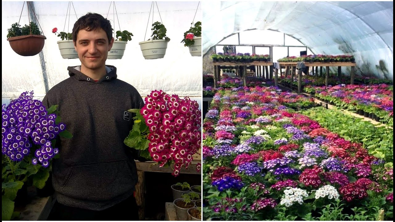 Садівники розповіли, як легко виростити розкішну цинерарію на дачній ділянці