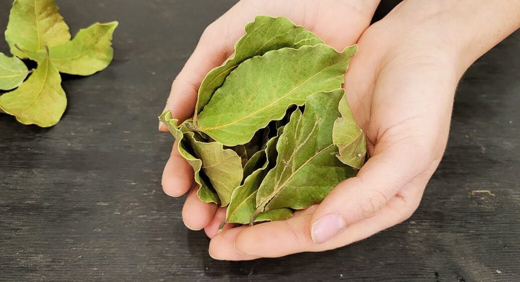 “Лаврушка” для здорової розсади та захисту від павутинного кліща – порада кума-городника із 30-річним стажем 