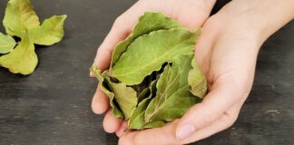 Городники розповіли, як використовувати лавровий лист для здорової розсади