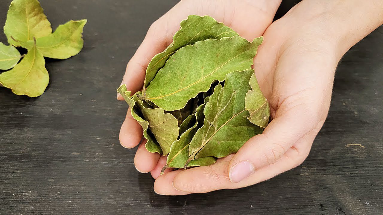 Городники розповіли, як використовувати лавровий лист для здорової розсади