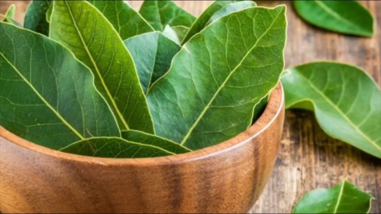 Городники розповіли, як використовувати лавровий лист для здорової розсади