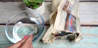 Садівники розповіли, як правильно перевірити схожість насіння перед посадкою