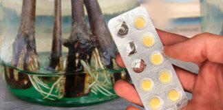 Садівники розповіли, як легко укорінити живці за один тиждень без хімії