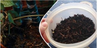 Квітникарі розповіли, як використовувати чайну заварку для догляду за квітами