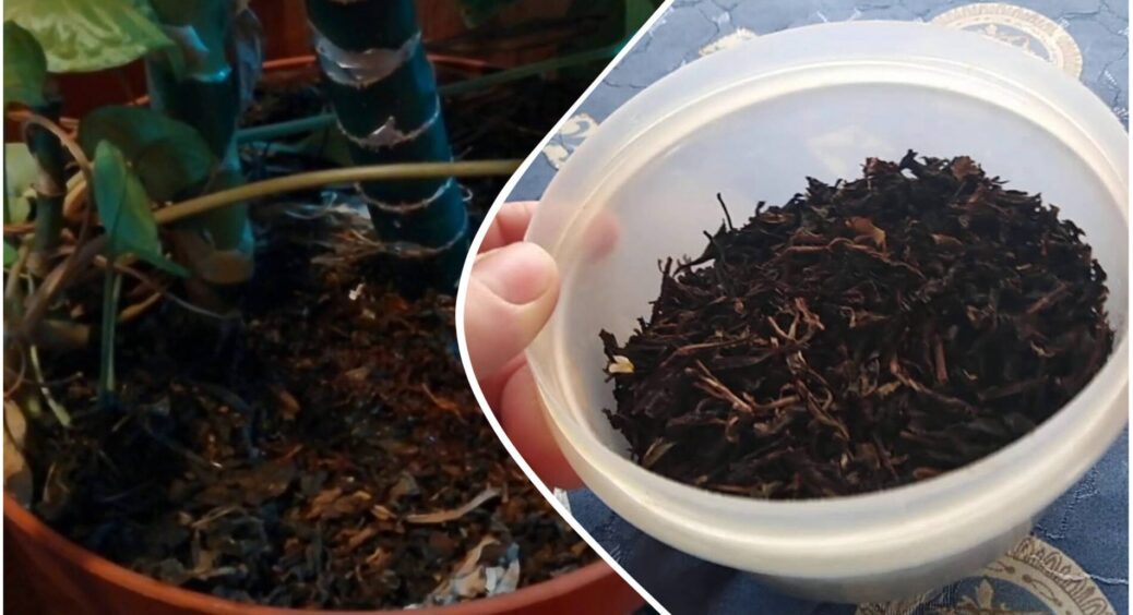 Свекруха все життя у квітах, тому знає толк: як використовувати чайну заварку для вазонів – ефект на 10 з 10 