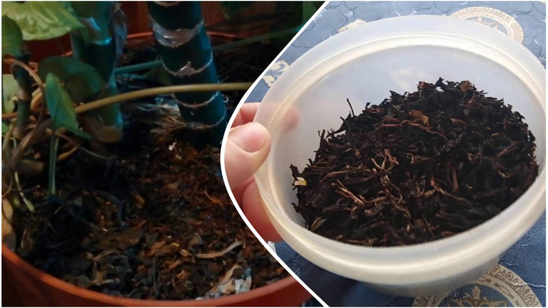 Квітникарі розповіли, як використовувати чайну заварку для догляду за квітами