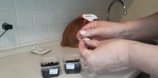 Городники розповіли, як у домашніх умовах посіяти дрібне насіння швидко і просто