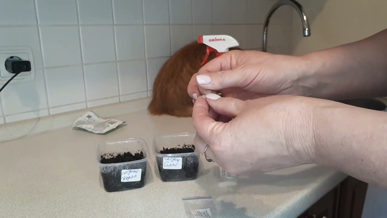 Городники розповіли, як у домашніх умовах посіяти дрібне насіння швидко і просто