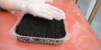 Садівники розповіли, як правильно посіяти петунії за допомогою сірників