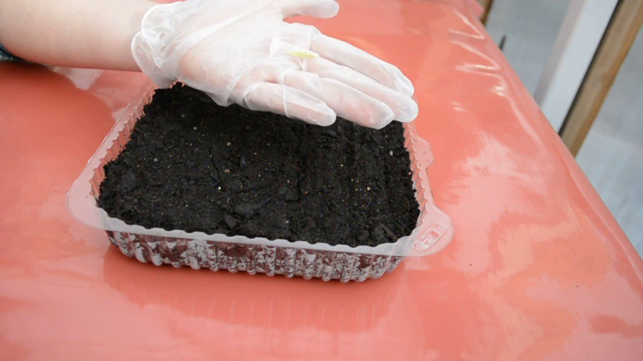 Садівники розповіли, як правильно посіяти петунії за допомогою сірників