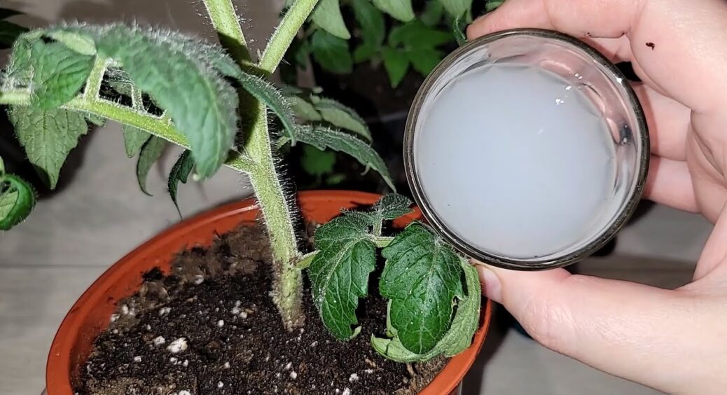 Заливаю ґрунт 1 настоєм – і розсада росте міцна навіть без дорогих добрив: урожай потім, хоч на виставку 