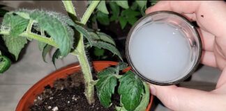 Городники розповіли, як приготувати бюджетний розчин для міцної розсади