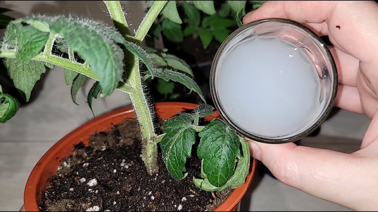 Городники розповіли, як приготувати бюджетний розчин для міцної розсади