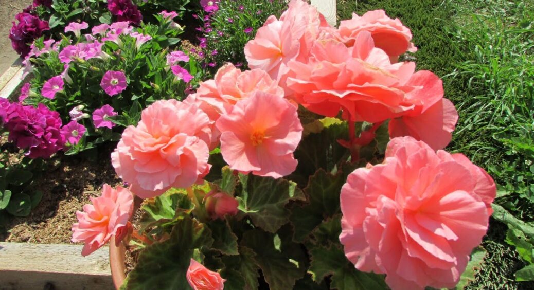 Обожнює цвісти в тіні: на клумбі без сонця “встромляю” 1 квітку – потопає в розкішних бутонах до заморозків 