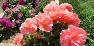 Квітникарі розповіли, які квіти можна посадити на тінистих ділянках саду