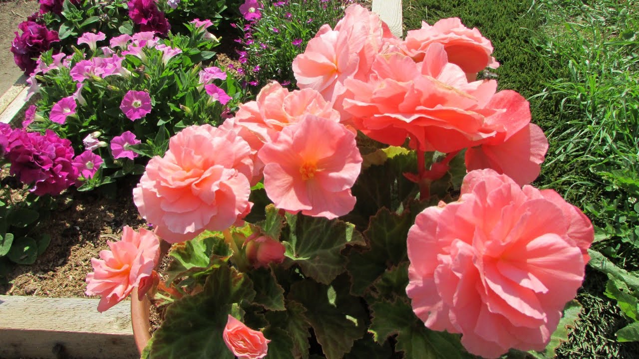 Квітникарі розповіли, які квіти можна посадити на тінистих ділянках саду