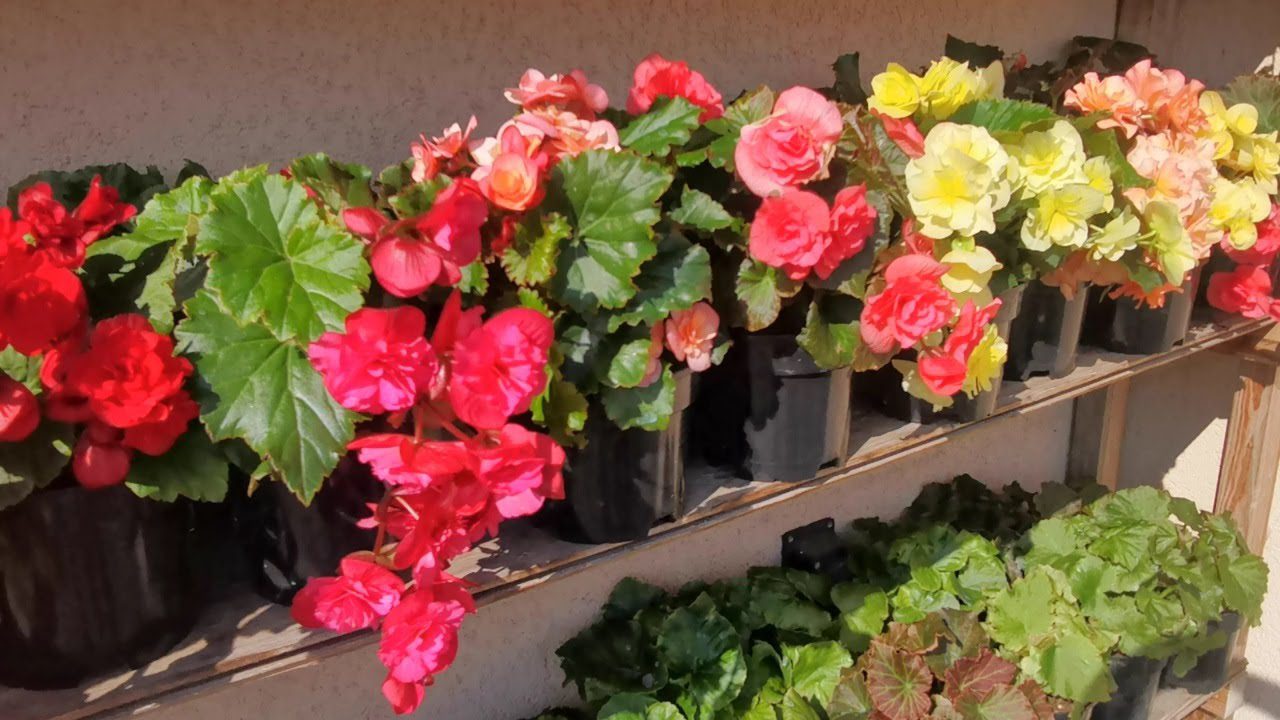 Квітникарі розповіли, які квіти можна посадити на тінистих ділянках саду