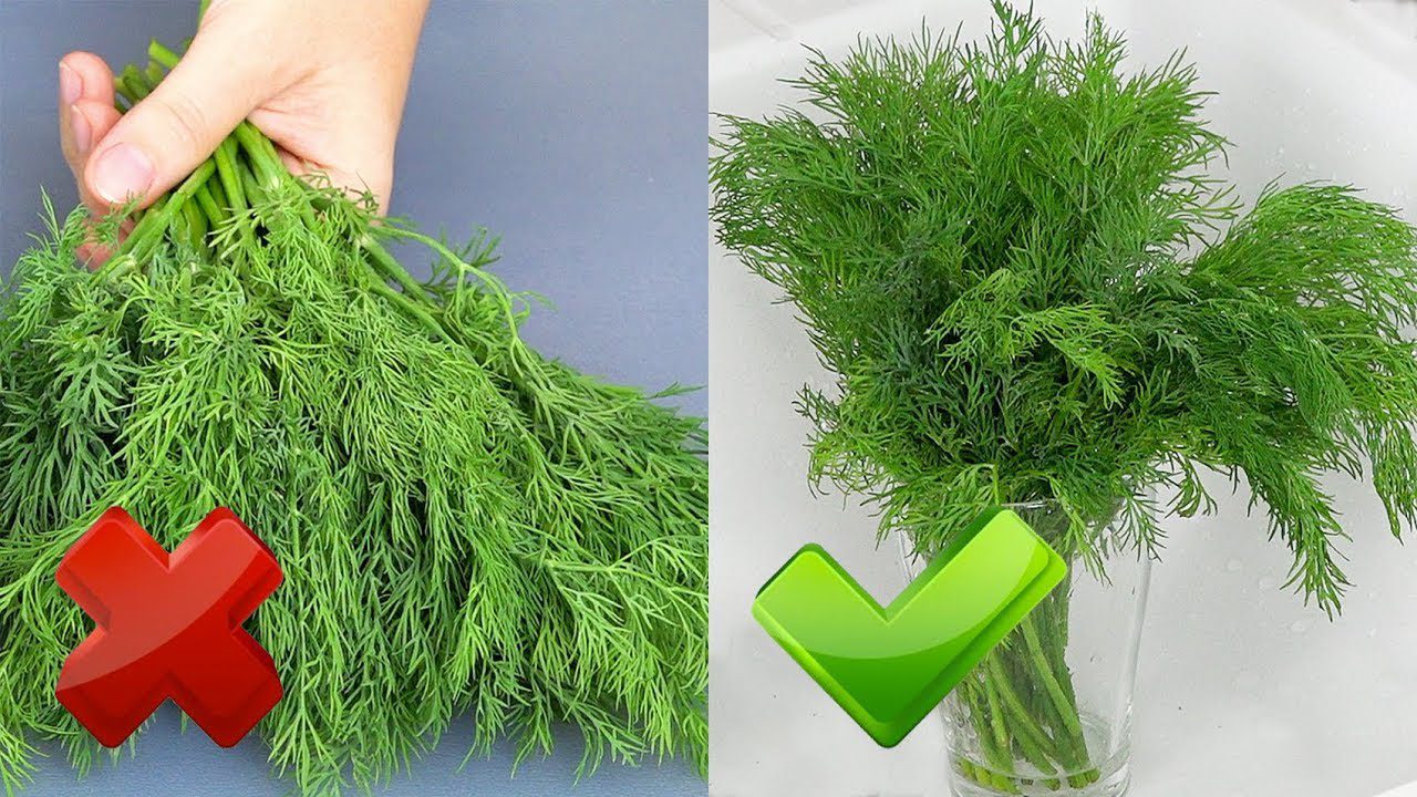 Кулінари розповіли, як правильно зберігати зелень для довшої свіжості