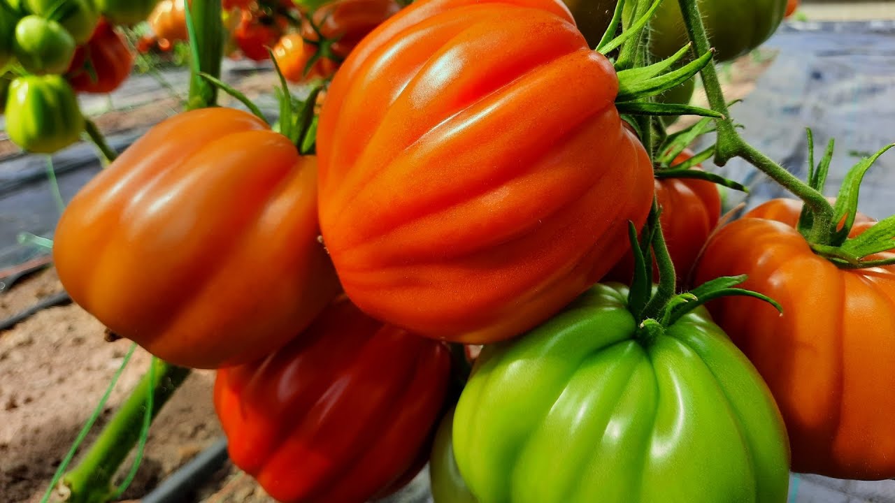 Городники розповіли про найкращі сорти помідорів для теплиці – вони дають рекордний урожай