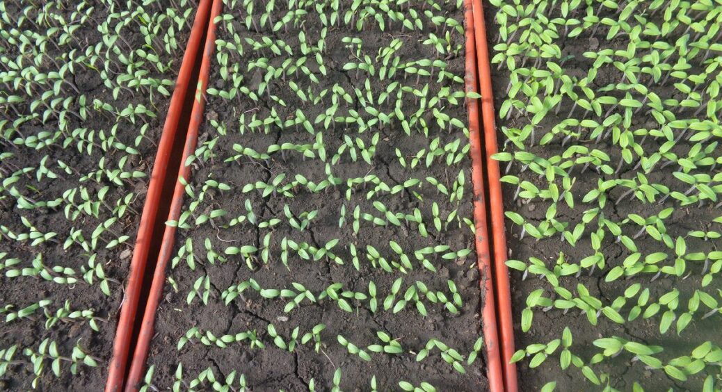 Не добрива, а розумне сусідство: посадила 1 рослину поряд – і грядка віддячила щедрим урожаєм 