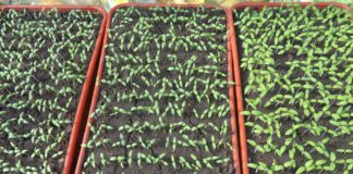 Агрономи розповіли про правильне сусідство рослин на грядках	