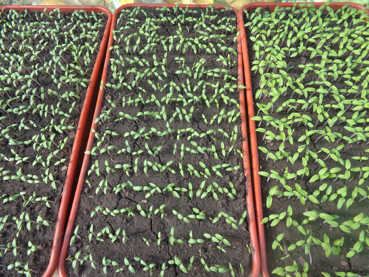 Городники розповіли, як правильно замочувати насіння перед посадкою для кращого проростання