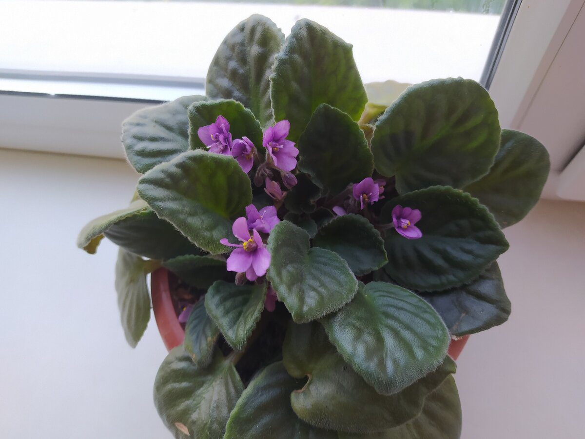 Садівники розповіли, яке добриво приготувати для фіалки для тривалого та рясного цвітіння – порада