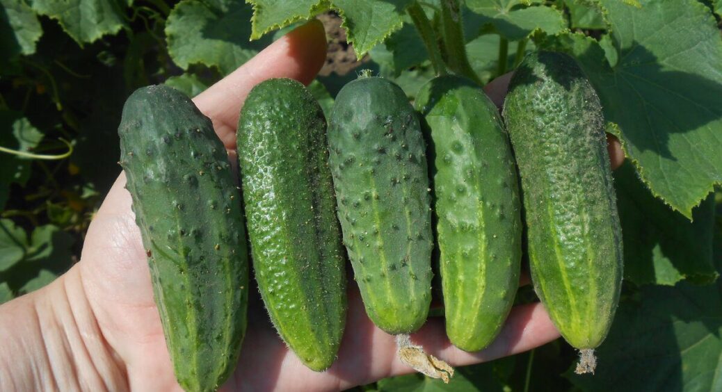 Дізналась випадково на базарі, чому огірки гірчать: 1 помилка у поливі – і врожай псується 